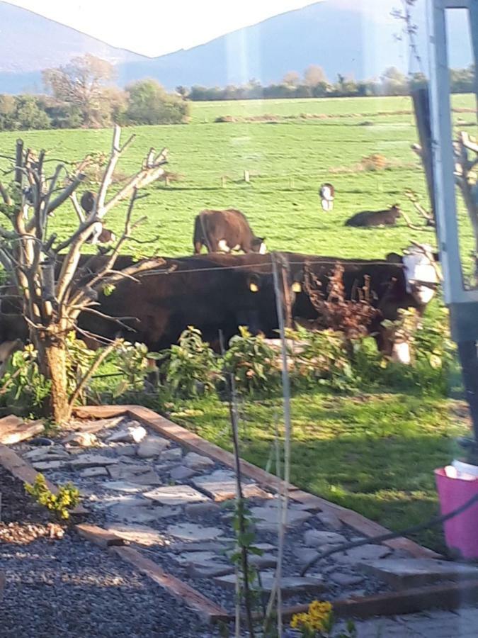Annaswood B&B Cahir Extérieur photo
