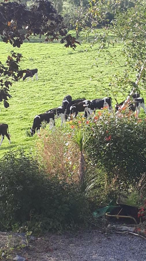 Annaswood B&B Cahir Extérieur photo